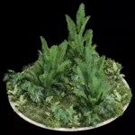 Plantas